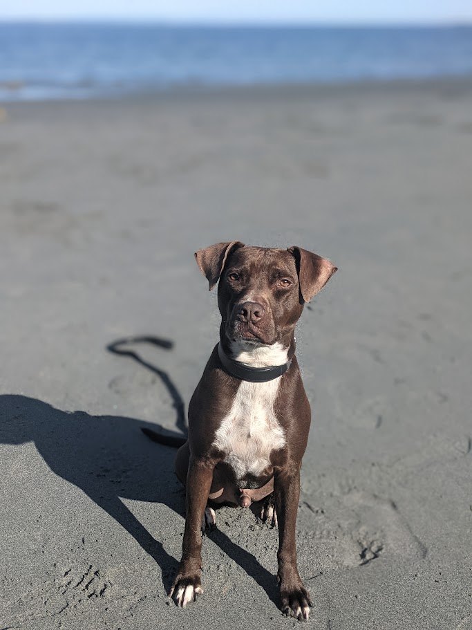 The Grey Beach Vigil
