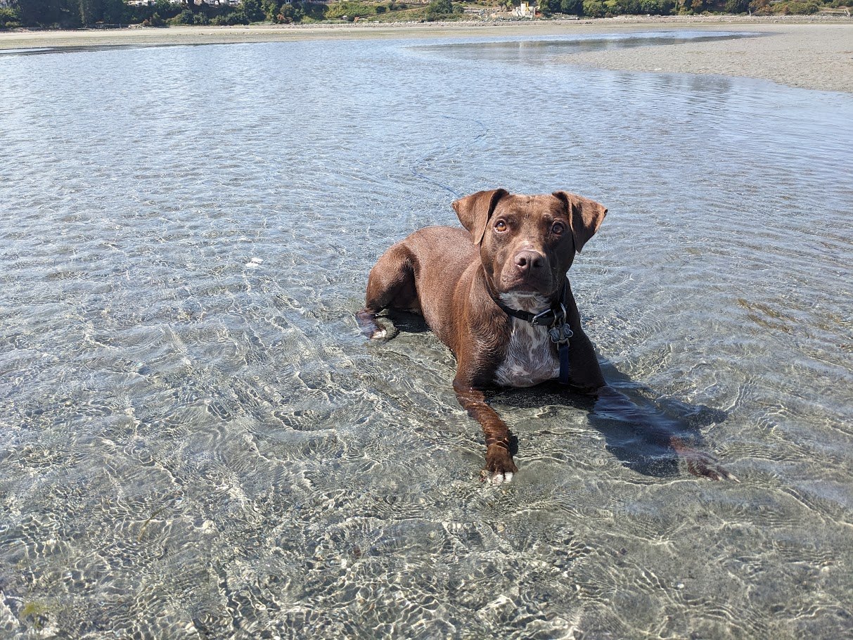 Nico standing reluctantly in shallow water