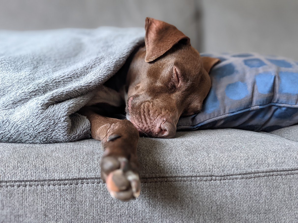 Nico resting under a blanket after breakfast