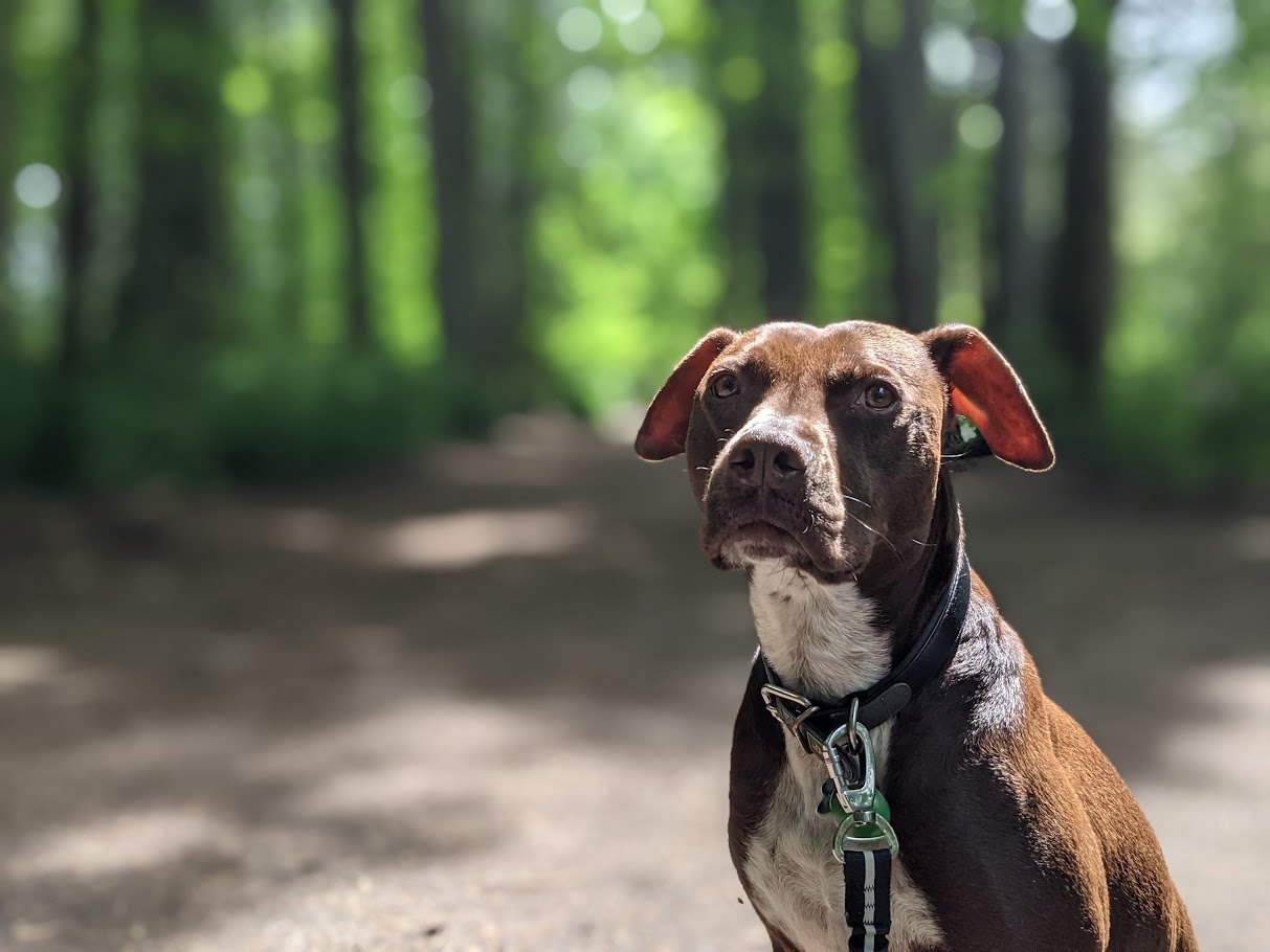 The Forest Listening Post