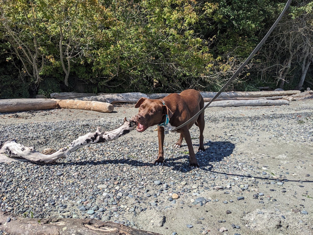 The Driftwood Strength Program