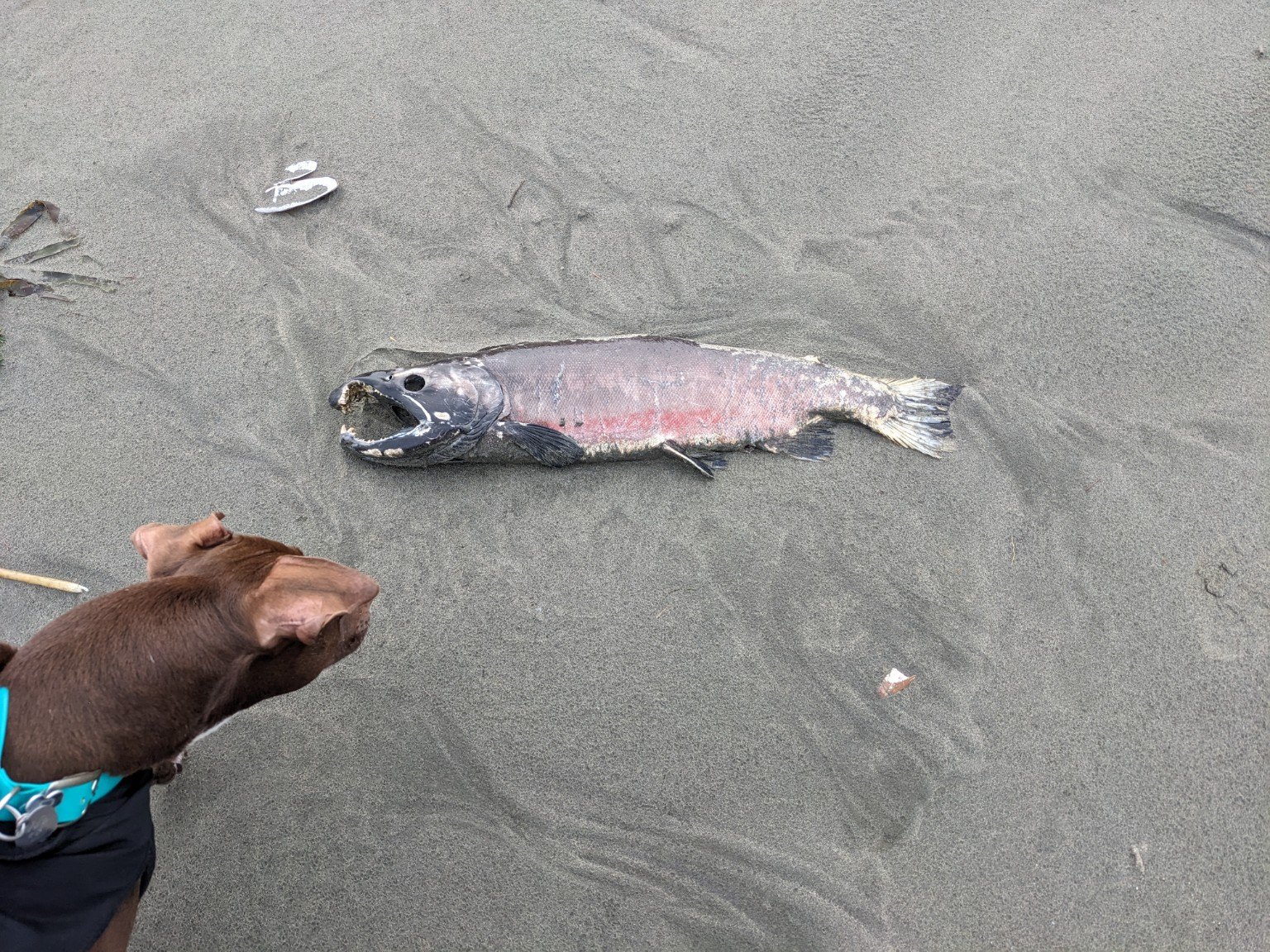The Salmon Inquiry