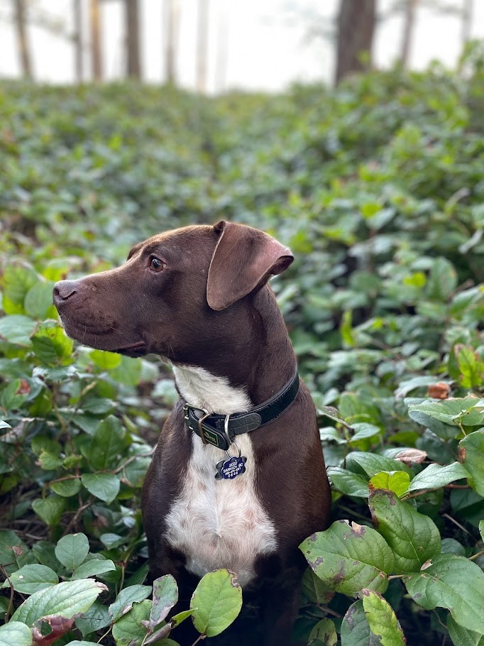 Among the Salal