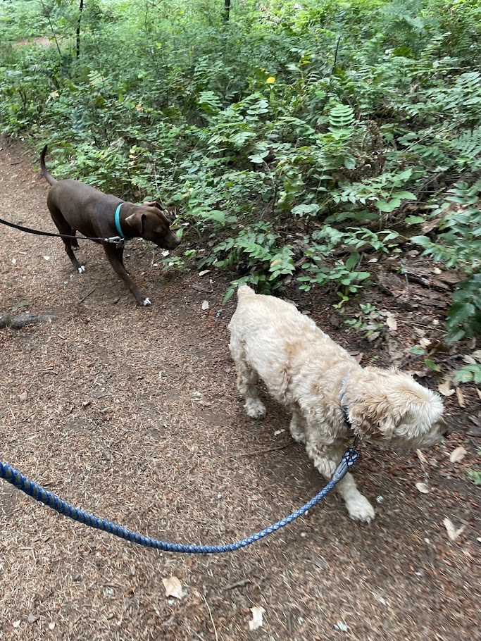 The Trail Delegation