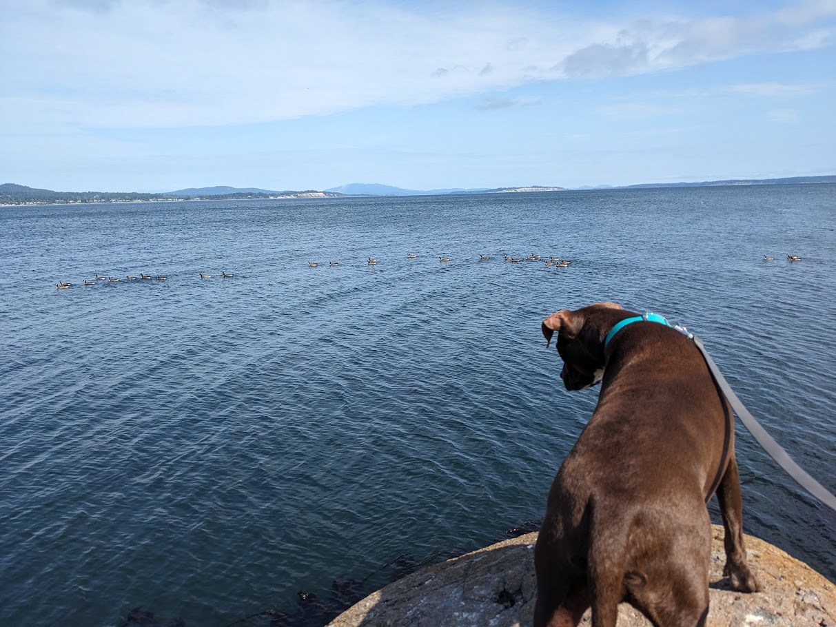 The Saltwater Intelligence Review