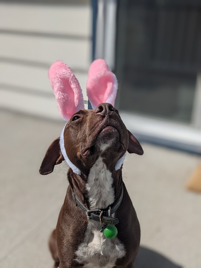 The Bunny Hearings
