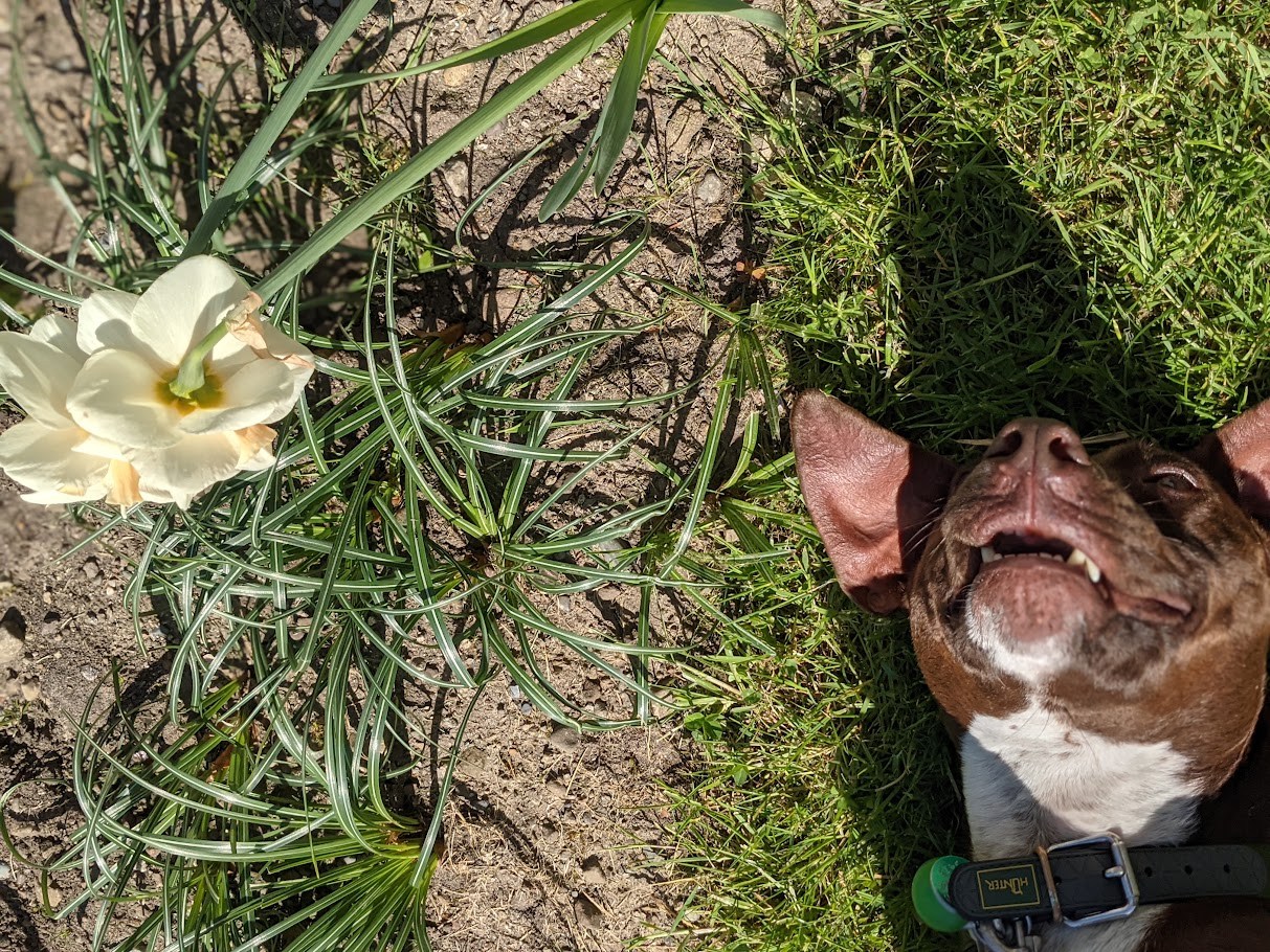 The Daffodil Contact Incident