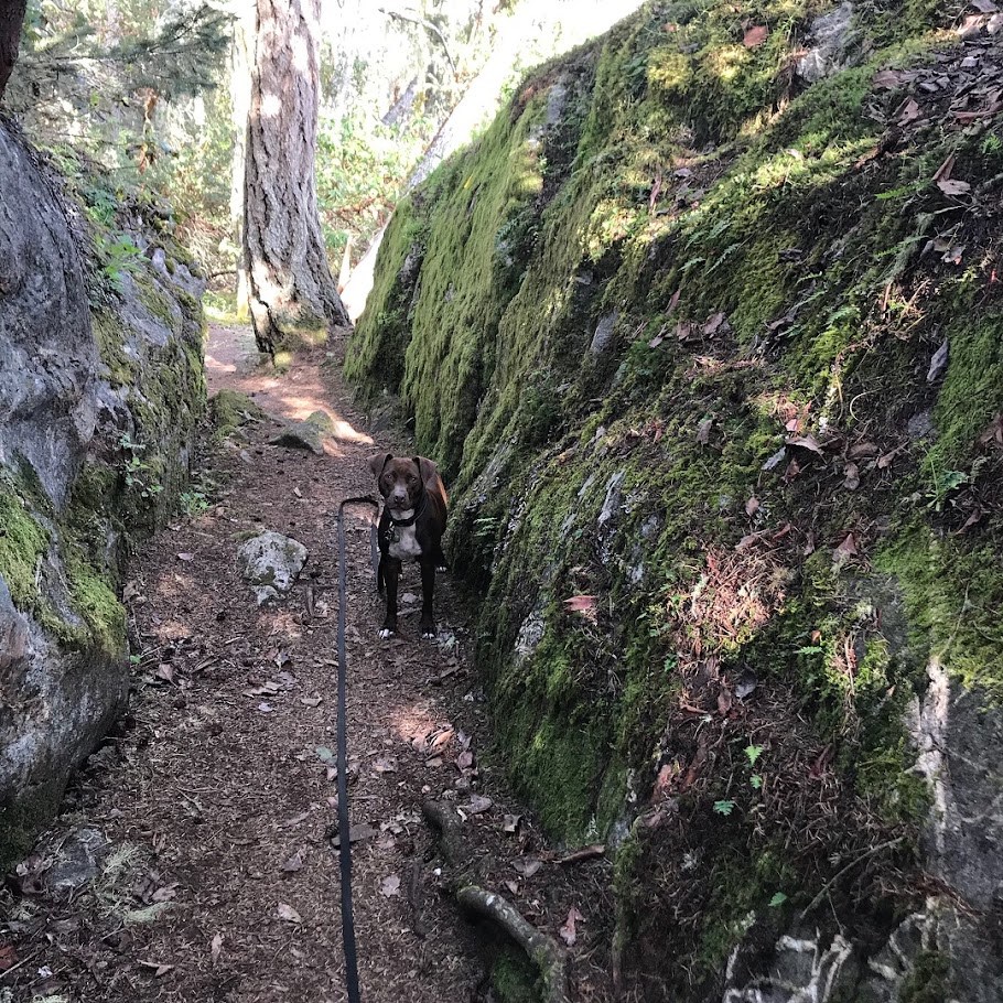Forest Scale