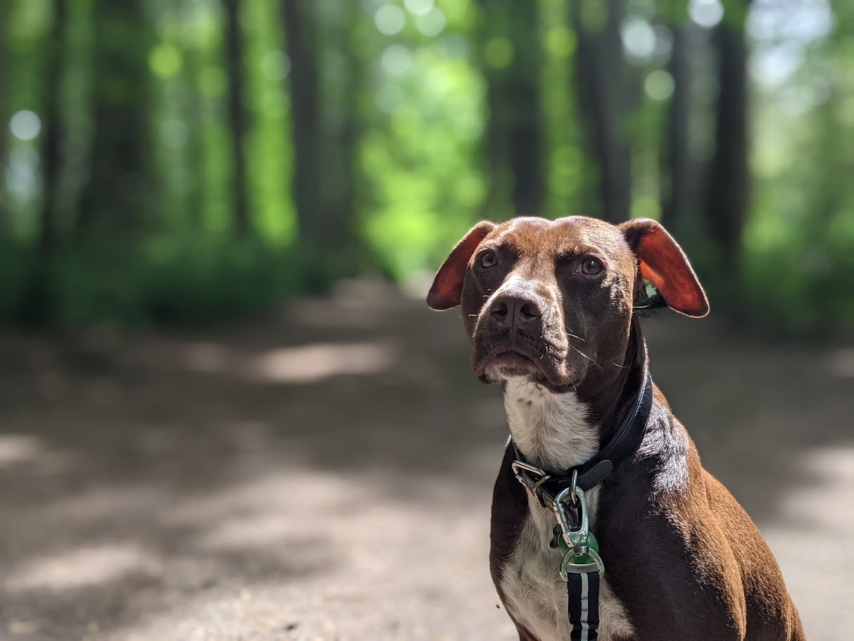 Official Portraiture