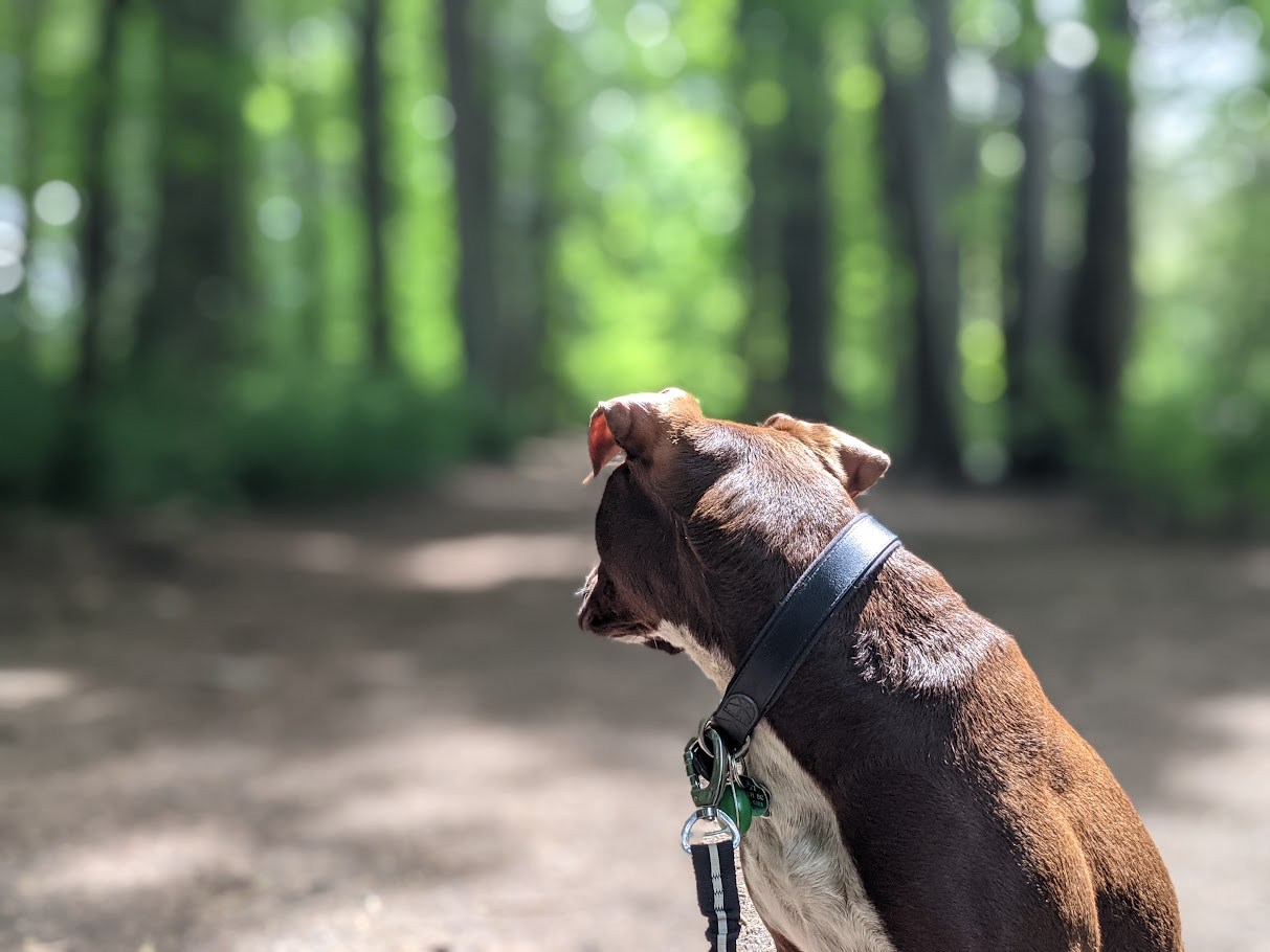 The Forest Listening Post