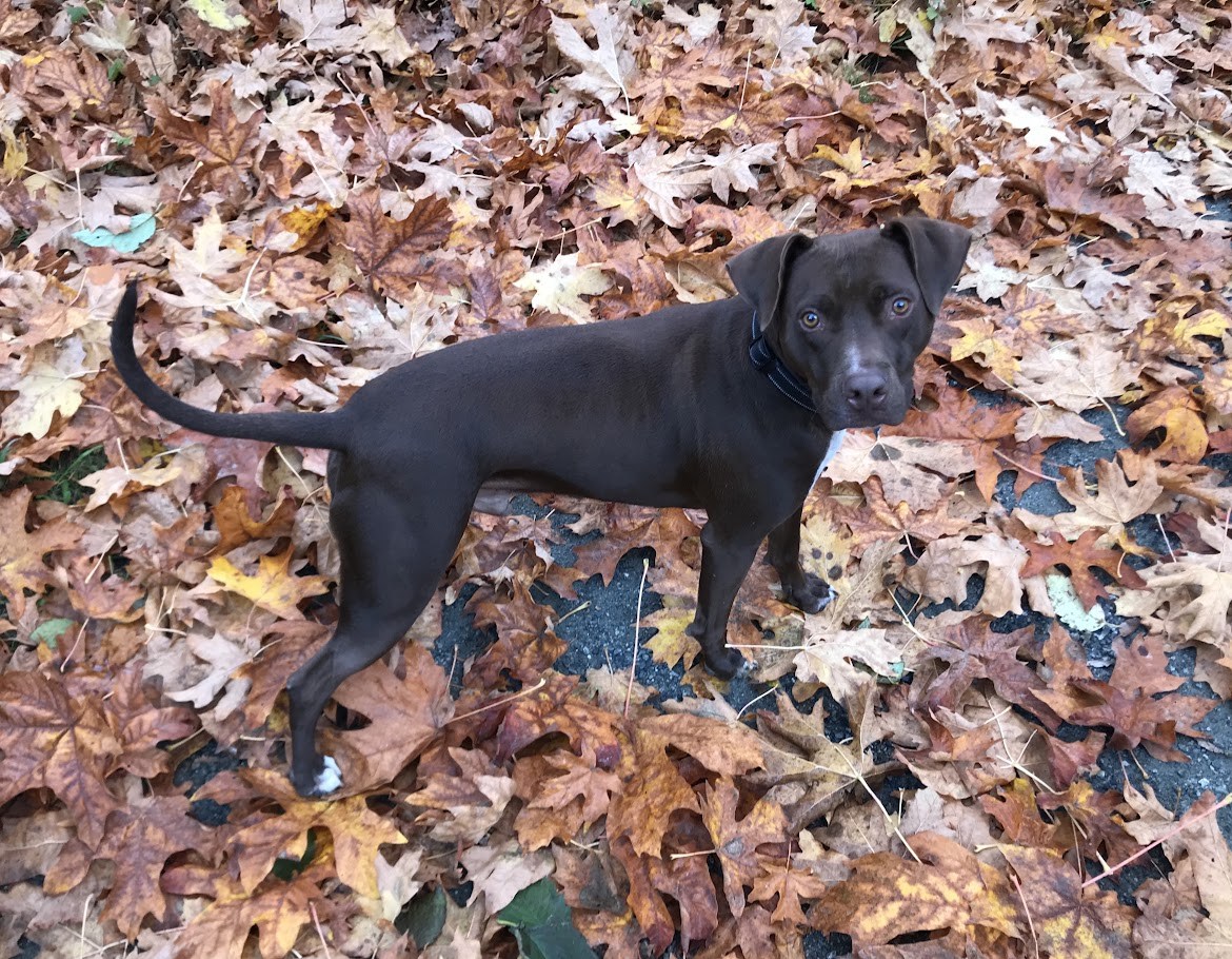 The Autumn Files