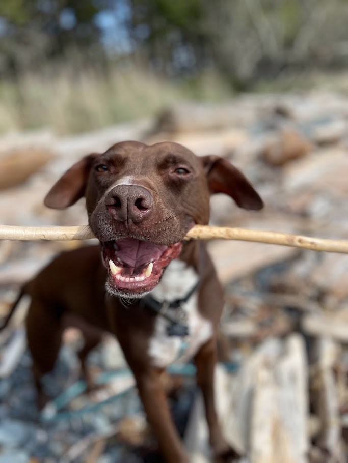 Department of Applied Stick Handling