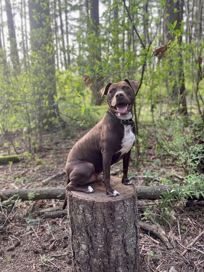 The Stump Years