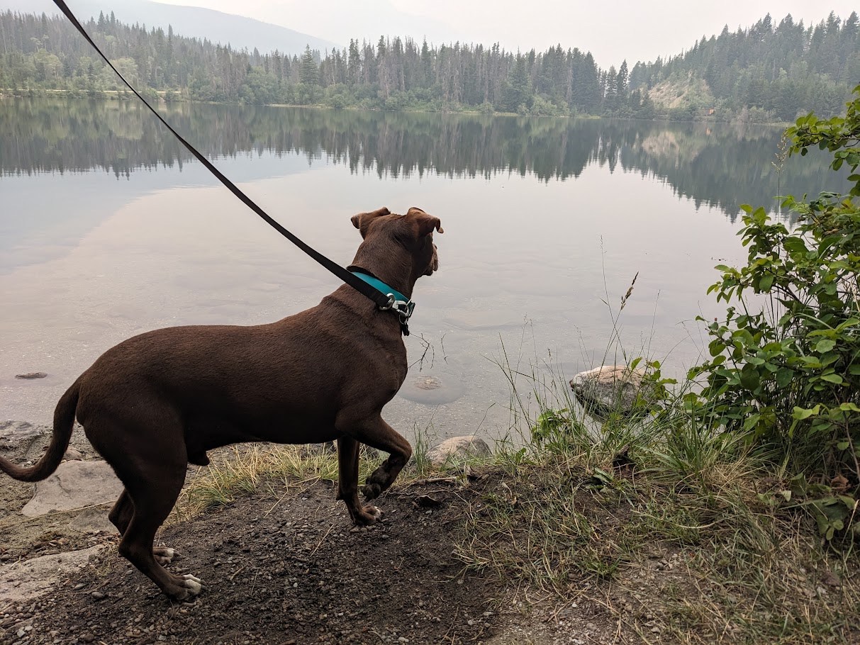 The Lookout Department