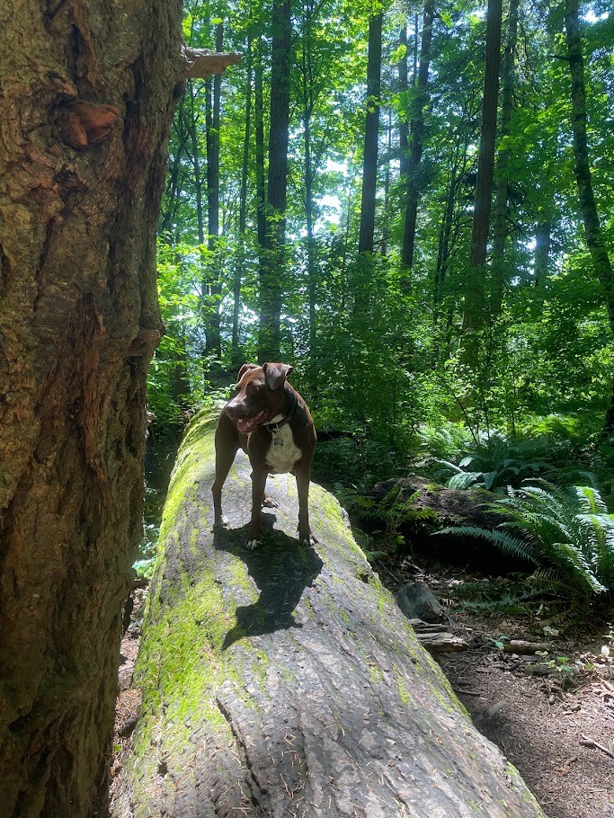 Forest Scale