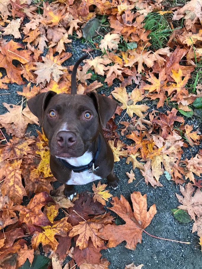 The Autumn Files