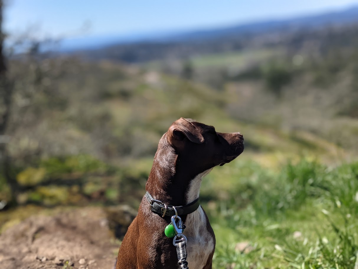 The Lookout Department