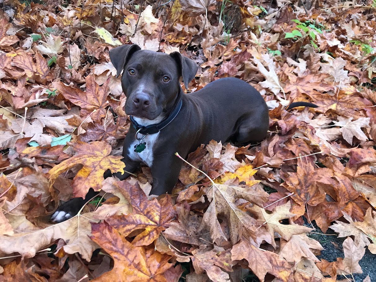 The Autumn Files