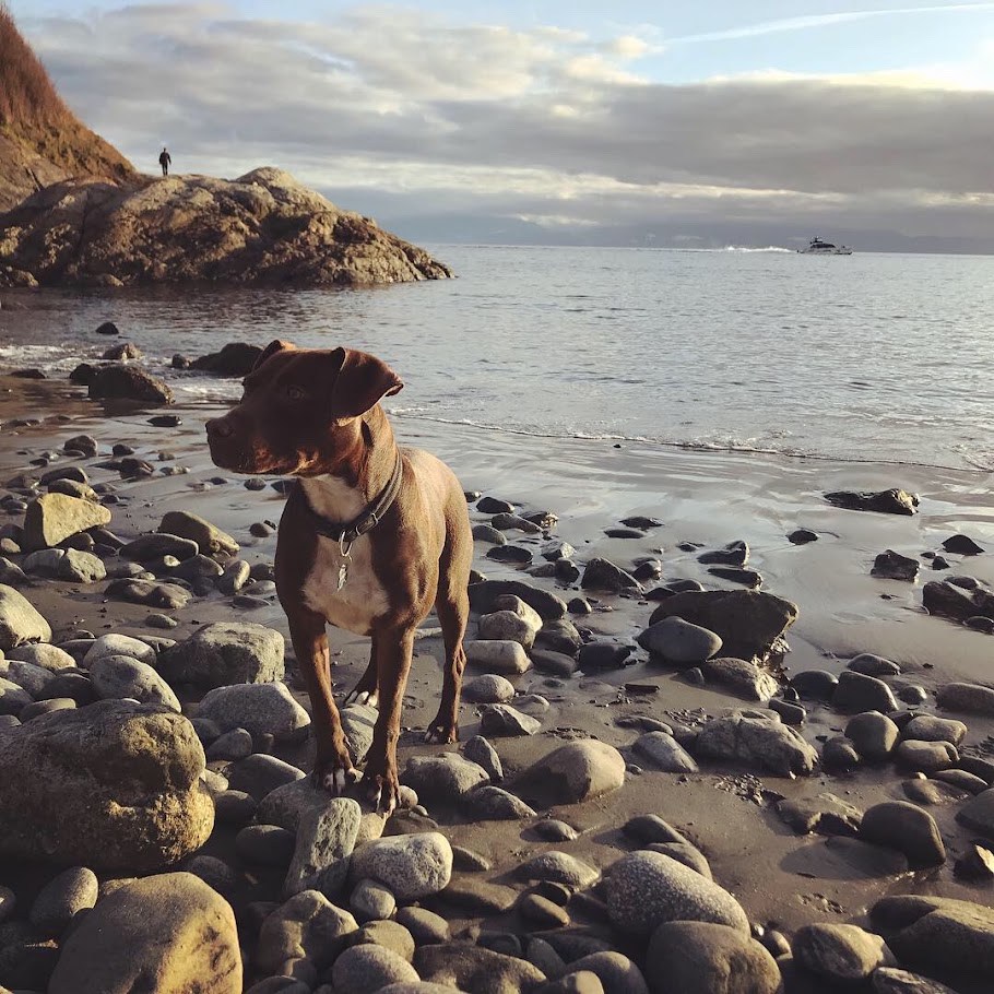 The Pebble Shore Assessment