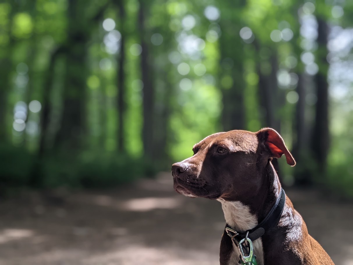 The Forest Listening Post