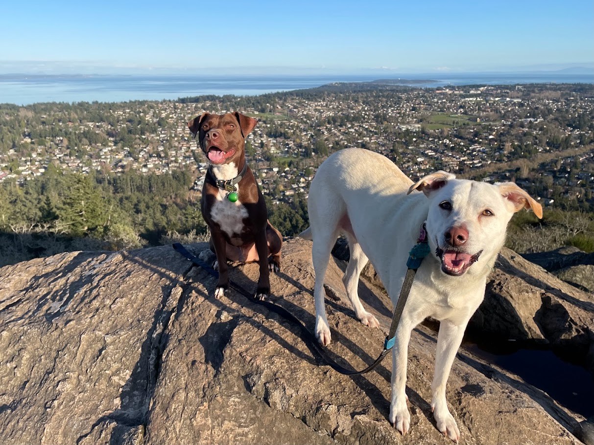 Inter-Canine Relations