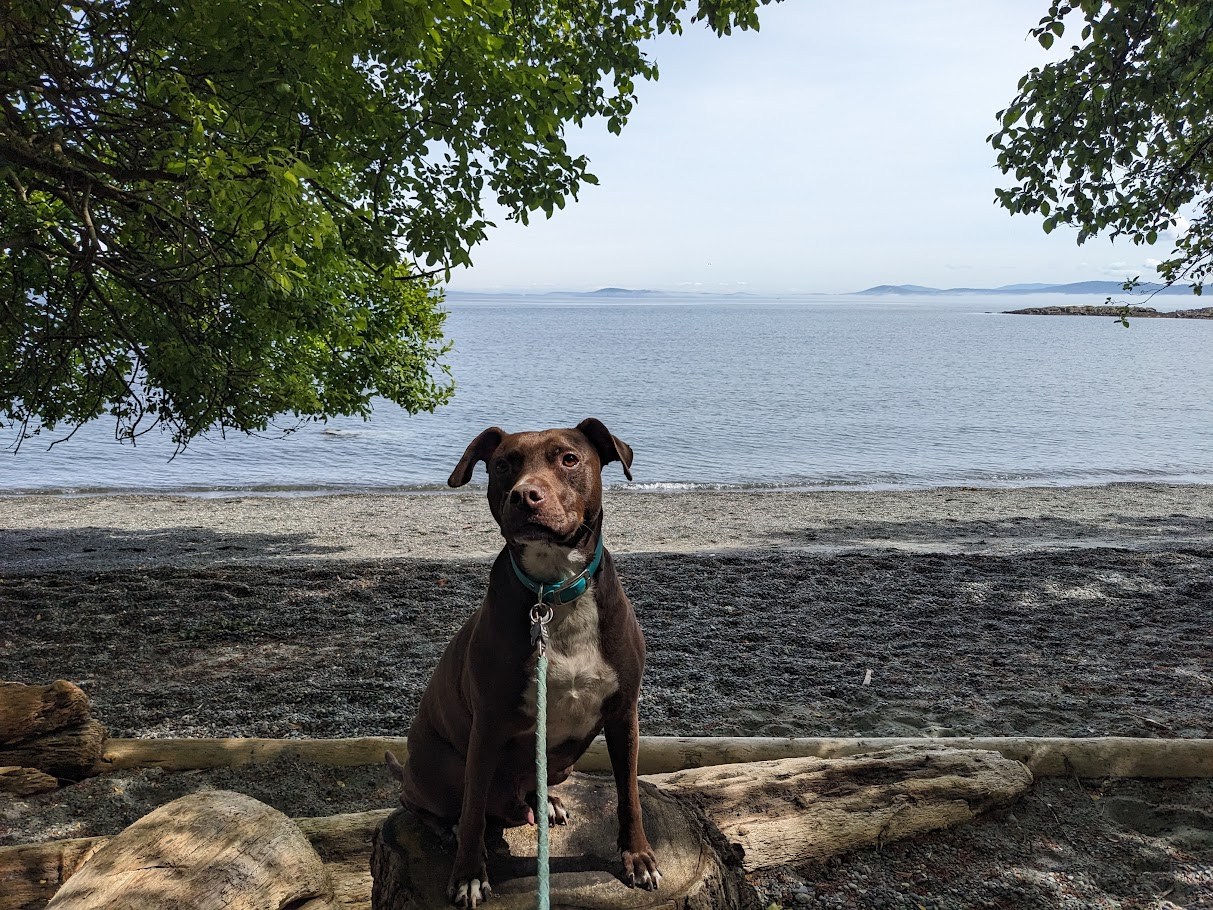 The Shoreline Briefing