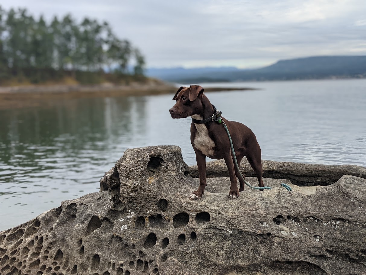 The Western Lookout