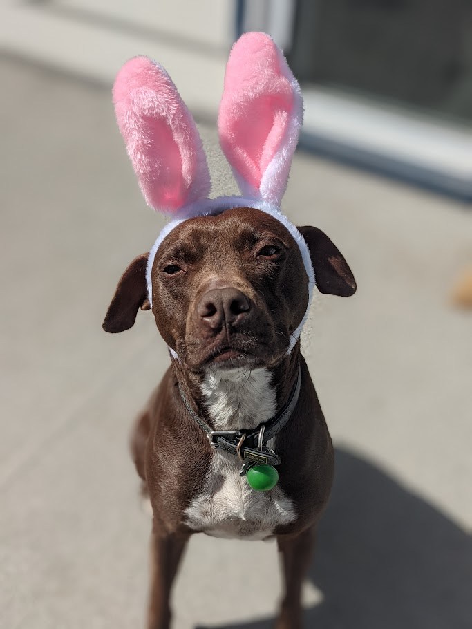 The Bunny Hearings