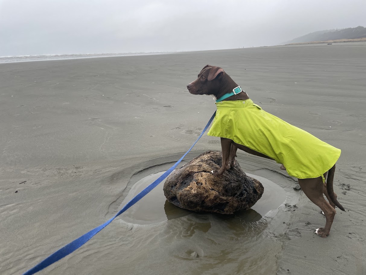 High-Visibility Coastal Garment