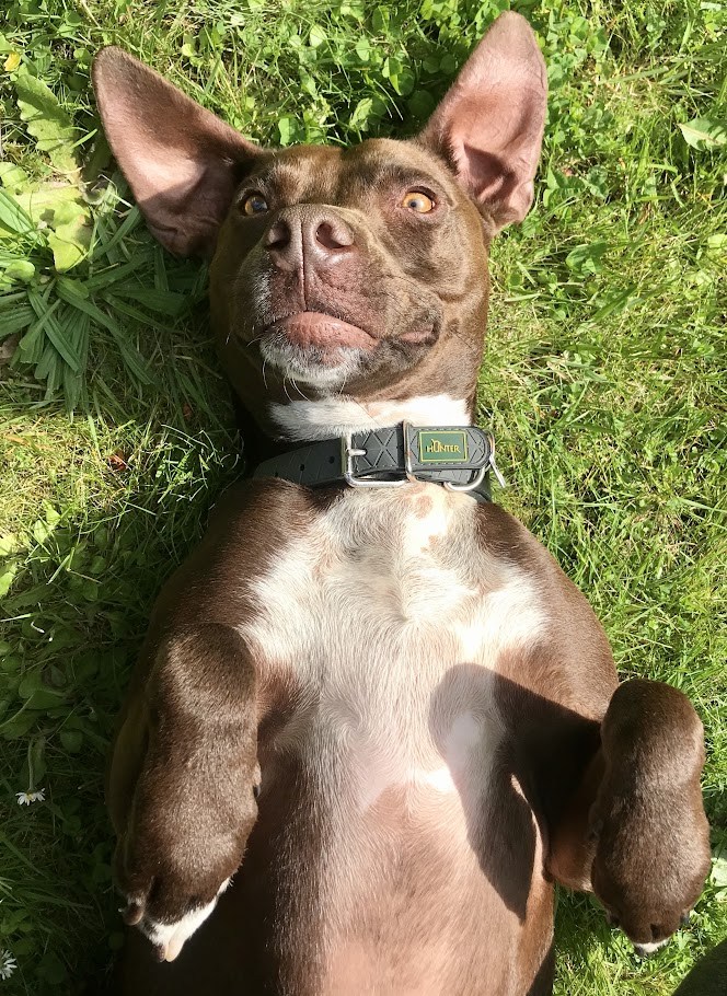 The Solar Belly Exposure Trial