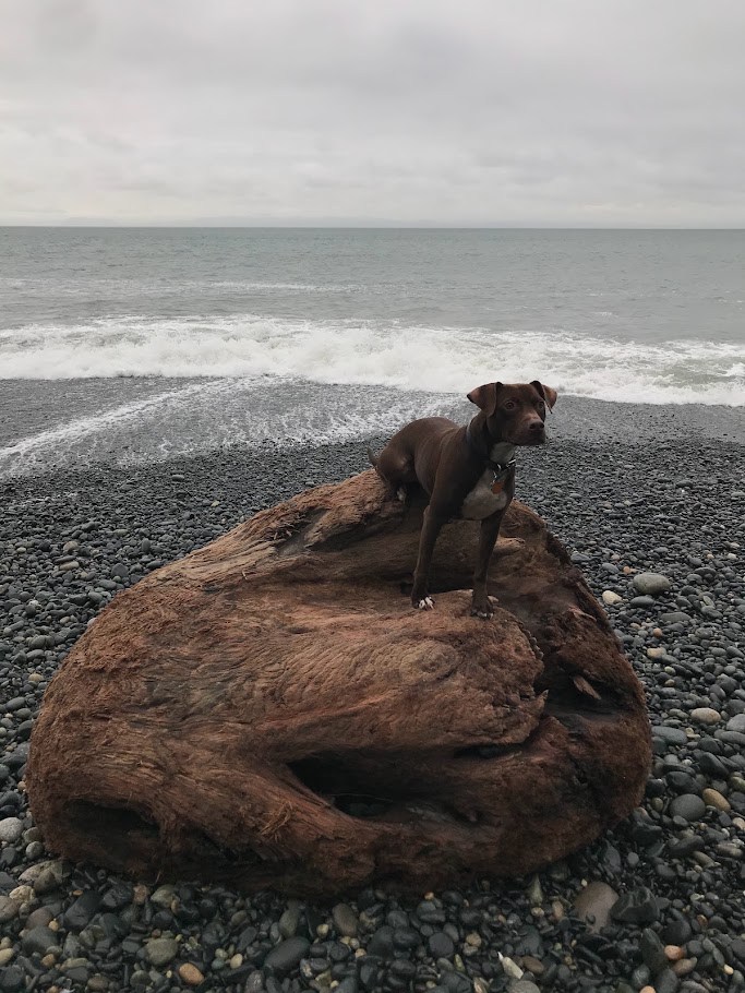 The Driftwood Command Post