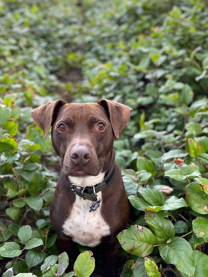Among the Salal