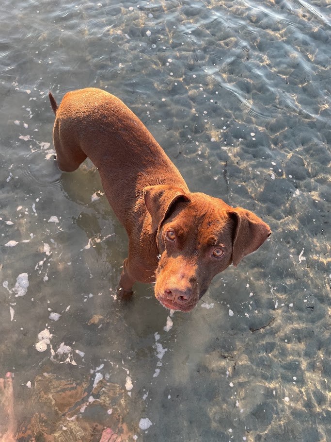 The Littoral Patrol