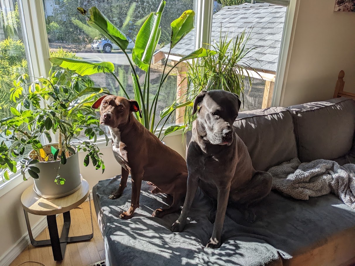 The Couch Treaty