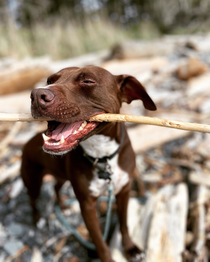 Department of Applied Stick Handling
