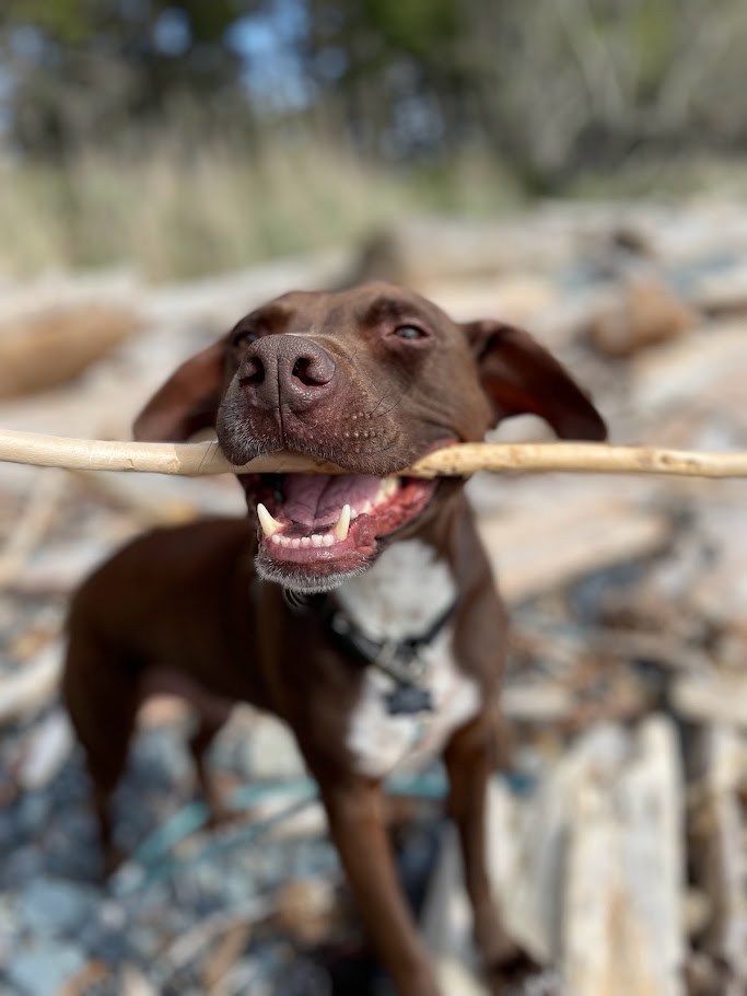 Department of Applied Stick Handling