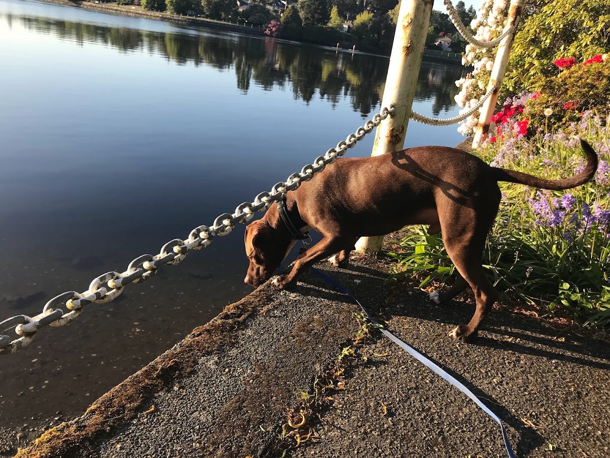The Chain-Line Inspection