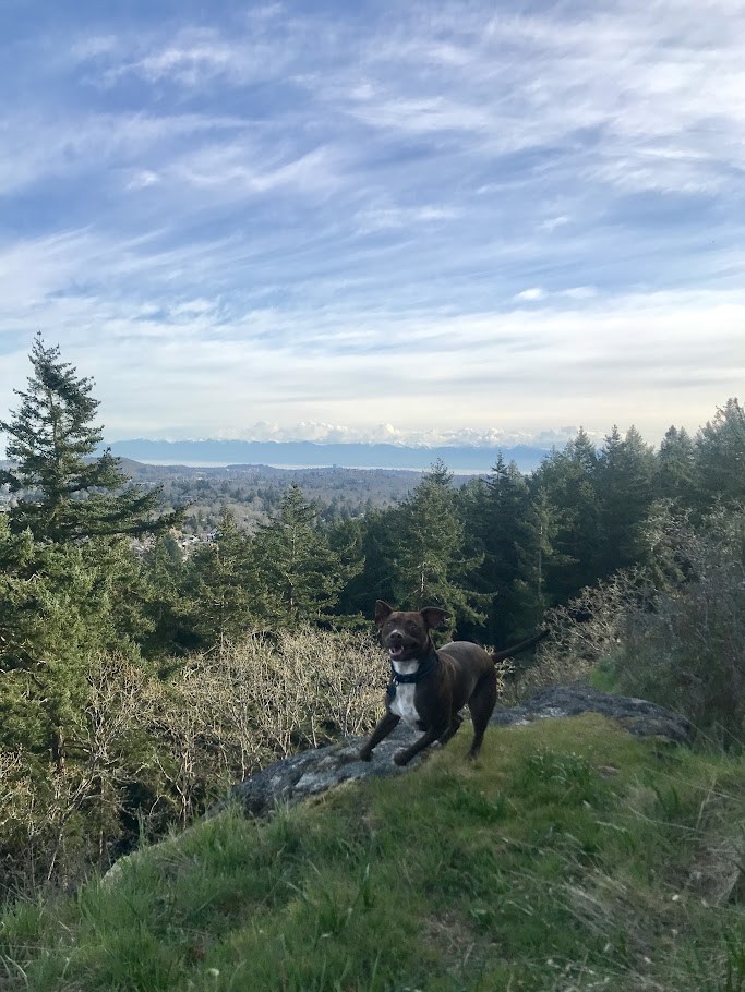 The Lookout Department